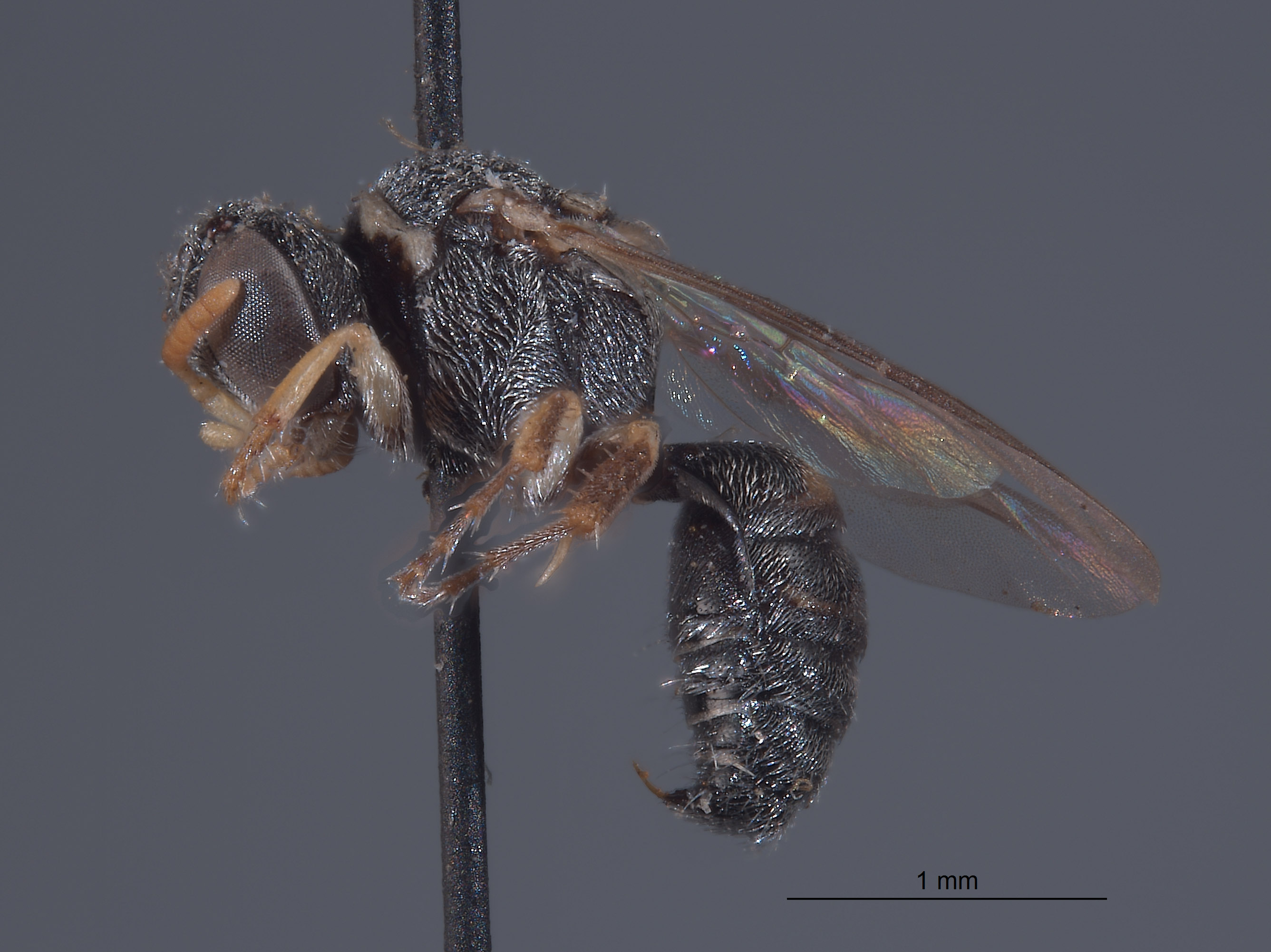 Oxybelus crandalli image