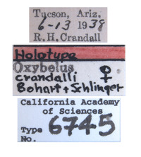 Oxybelus crandalli image