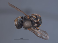 Oxybelus hurdi image