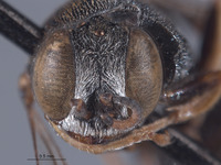 Oxybelus hurdi image