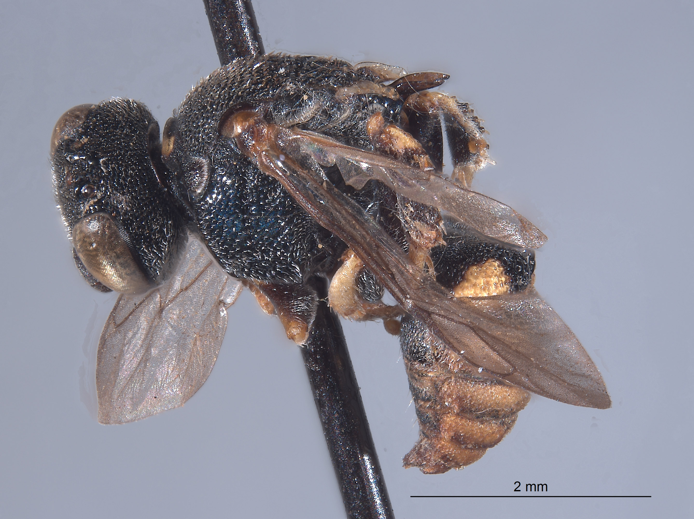 Oxybelus hurdi image