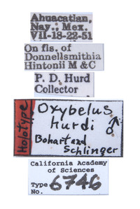 Oxybelus hurdi image