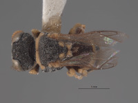 Oxybelus krombeini image