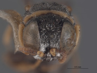 Oxybelus krombeini image