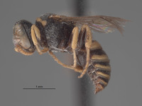 Image of Oxybelus krombeini