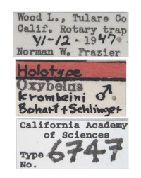 Oxybelus krombeini image