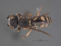 Oxybelus linsleyi image