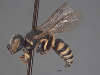 Image of Oxybelus linsleyi