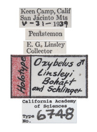 Oxybelus linsleyi image