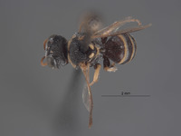 Oxybelus macswaini image