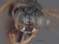 Oxybelus macswaini image