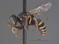 Image of Oxybelus macswaini