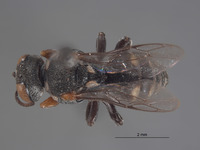 Oxybelus paracochise image