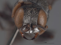 Oxybelus paracochise image