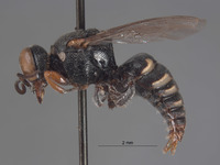 Image of Oxybelus paracochise