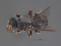 Oxybelus timberlakei image