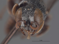 Oxybelus timberlakei image