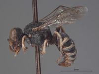 Image of Oxybelus timberlakei