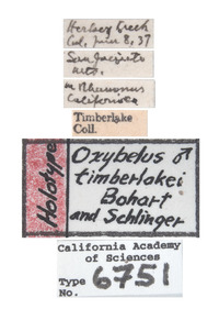 Oxybelus timberlakei image