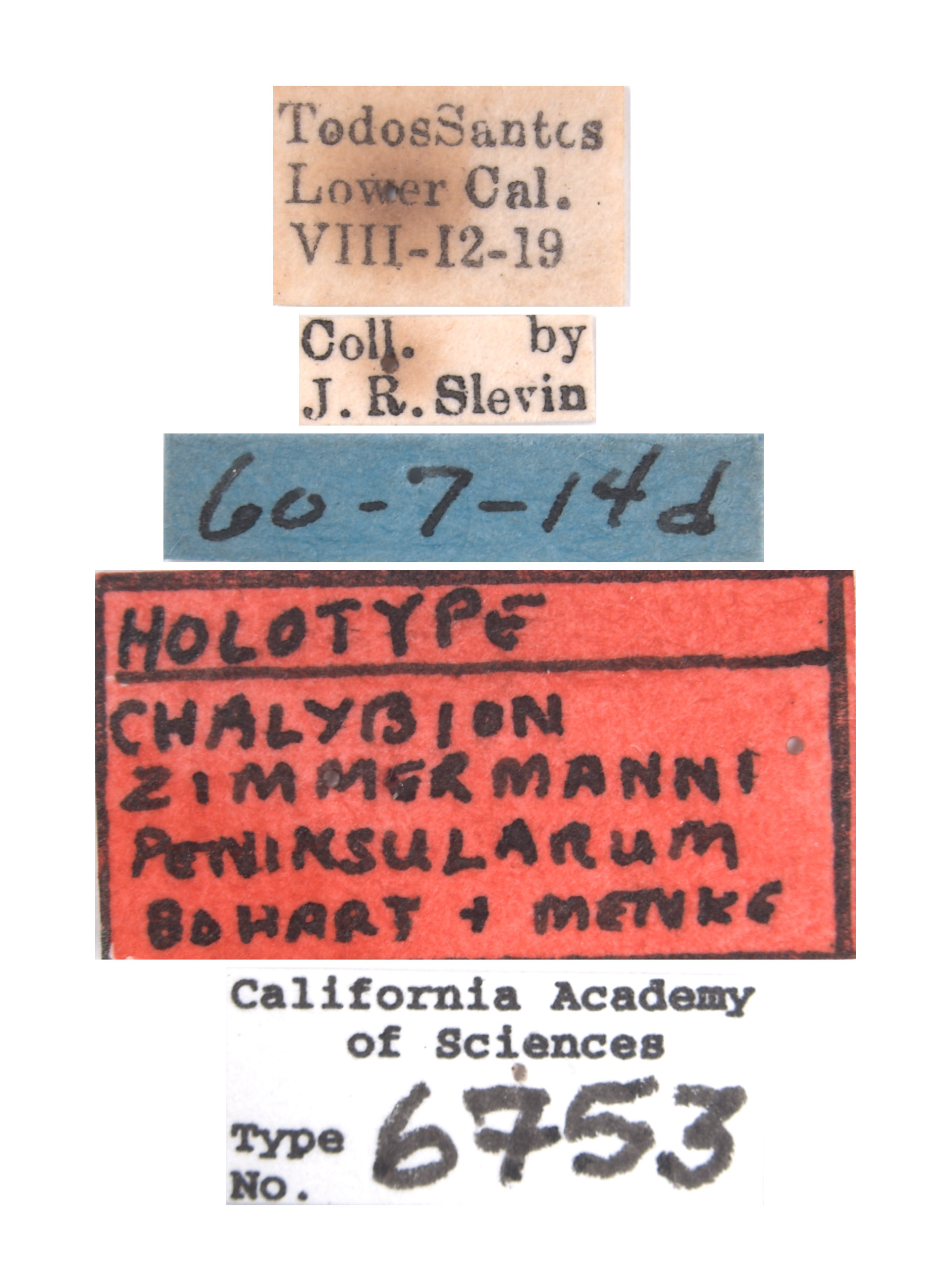 Chalybion zimmermanni peninsularum image