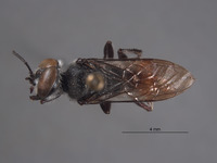 Image of Astata boharti