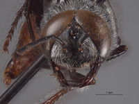 Astata boharti image