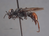 Astata boharti image