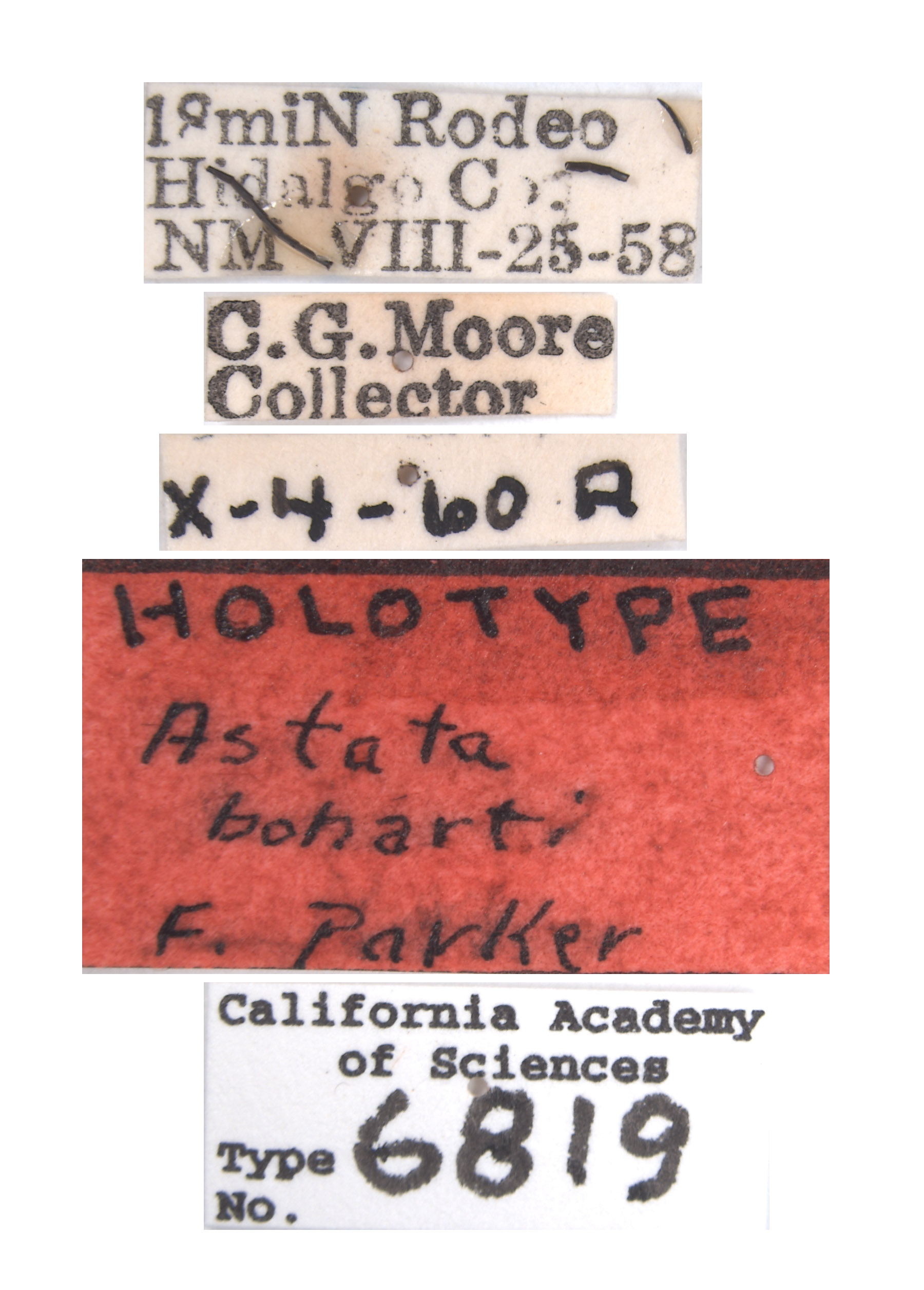 Astata boharti image