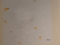 Astata boharti image