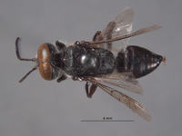 Image of Astata clypeata