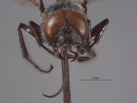 Astata clypeata image
