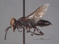 Astata clypeata image