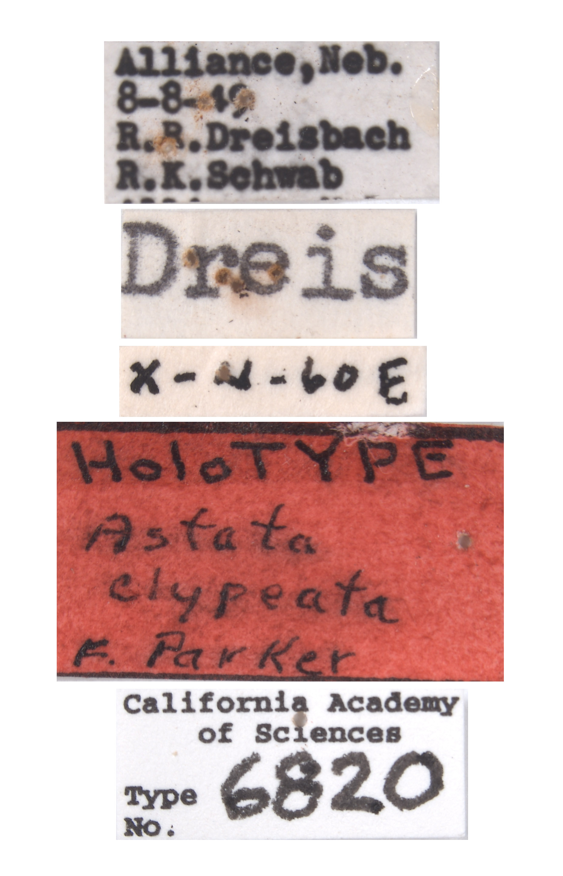 Astata clypeata image