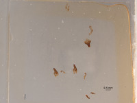 Astata clypeata image