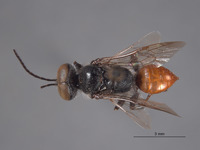 Astata williamsi image