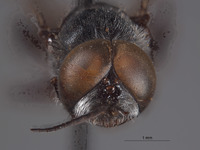 Image of Astata williamsi