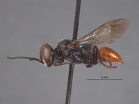 Astata williamsi image