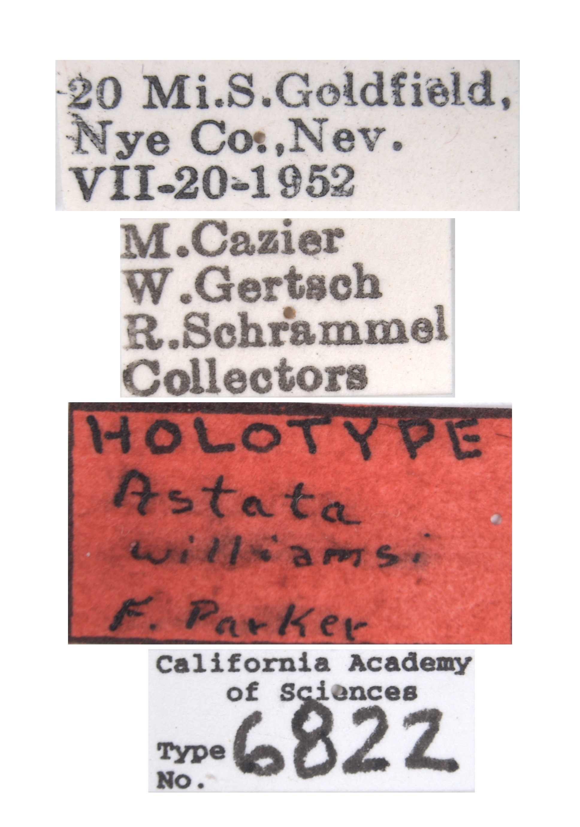 Astata williamsi image