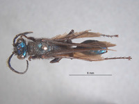 Chlorion boharti image