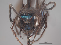 Chlorion boharti image