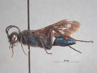 Image of Chlorion boharti