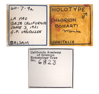 Chlorion boharti image