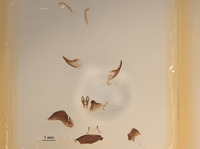 Chlorion boharti image