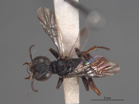 Diploplectron diablensis image