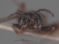 Diploplectron diablensis image