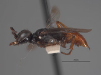 Image of Diploplectron diablensis