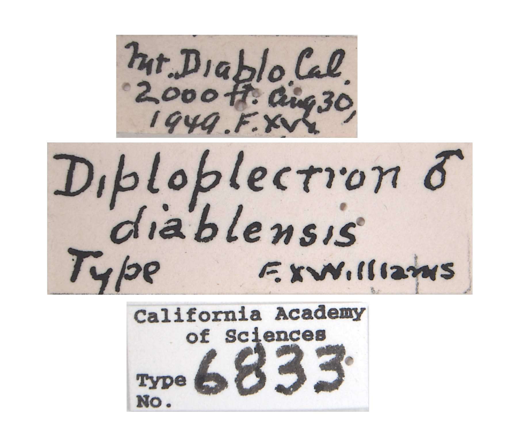 Diploplectron diablensis image
