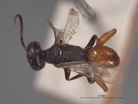 Diploplectron reticulatus image