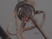 Image of Diploplectron reticulatus