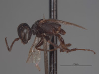 Diploplectron reticulatus image